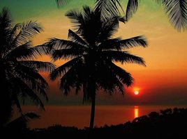  Land for sale in Koh Samui Surat Thani, Ang Thong