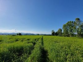  Land for sale in Phaya Mengrai Chiang Rai, Mae Tam, Phaya Mengrai