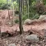 在Koh Phangan, 素叻出售的 土地, Koh Tao, Koh Phangan