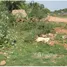  Terrain for sale in Krishna Andhra Pradesh, Vijayawada, Krishna, Andhra Pradesh